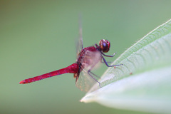 Erythemis mithroides