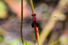 Erythemis mithroides