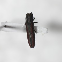 Agrilus pulchellus