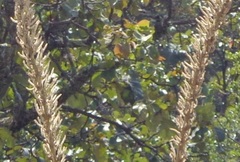 Dasylirion acrotrichum