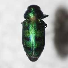 Sphaerobothris ulkei