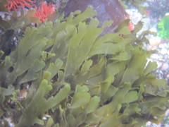 Dictyota kunthii
