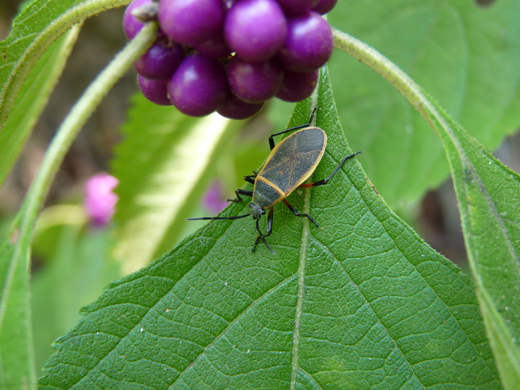 Eastern Bordered Plant Bug from Memorial Park, Houston, TX, USA on ...