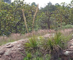 Dasylirion acrotrichum