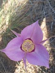 Calochortus macrocarpus macrocarpus