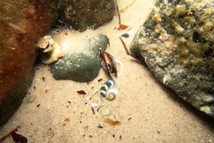 Brachidontes