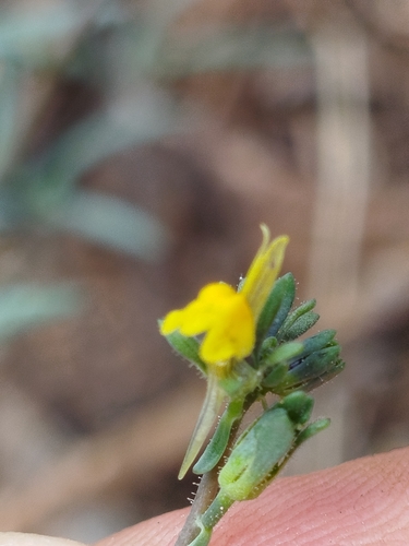 Simple Toadflax