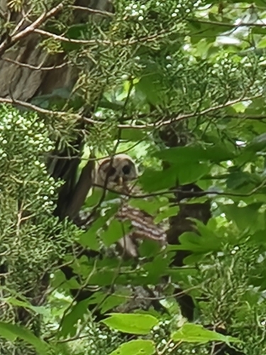 Barred Owl photographed in Mississippi