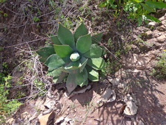 Agave maximiliana