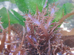 Chondracanthus chamissoi