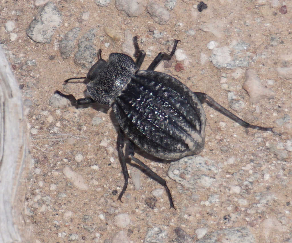 Glyptasida