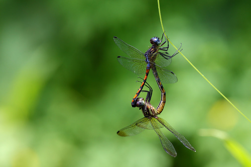 Dusty Skimmer (Dasythemis venosa) · iNaturalist