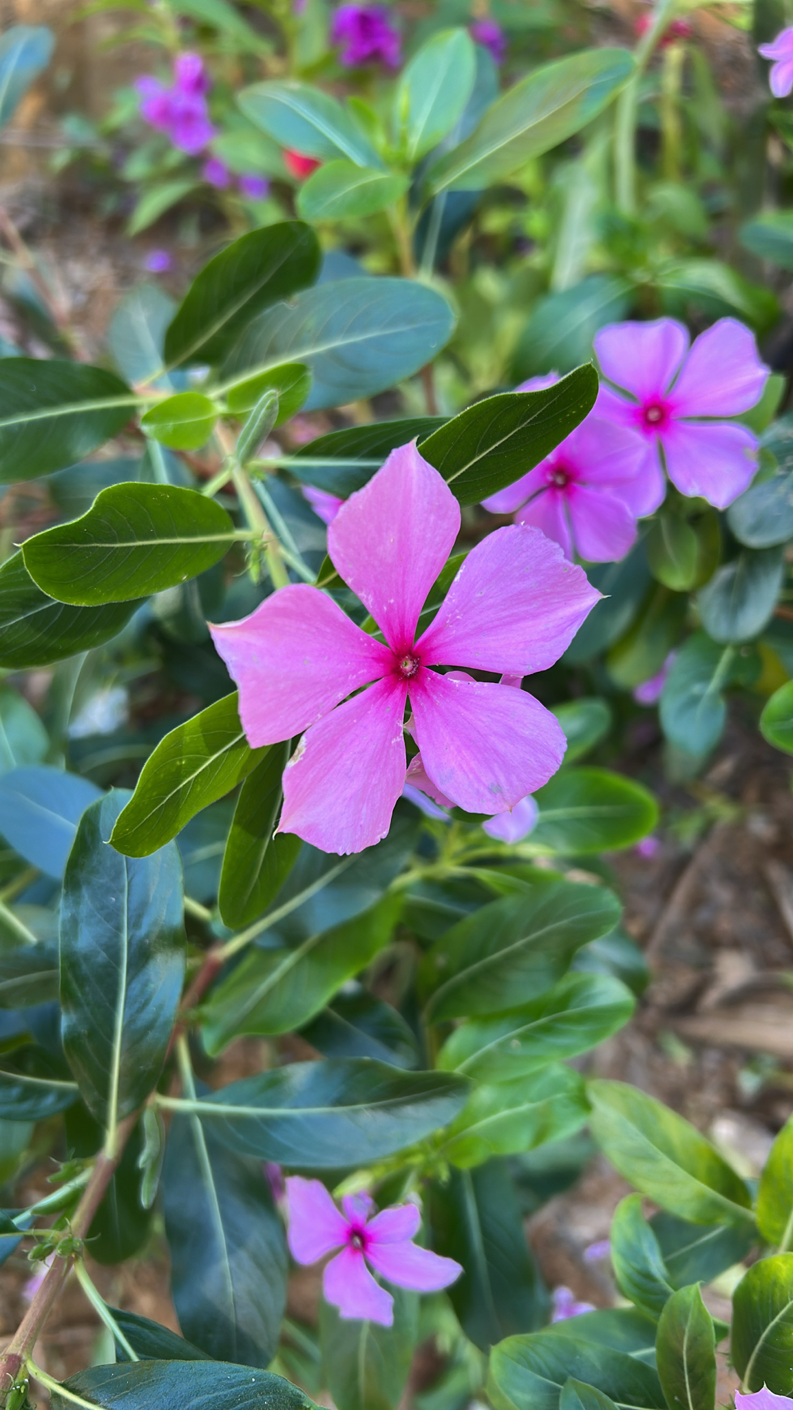 Catharanthus roseus