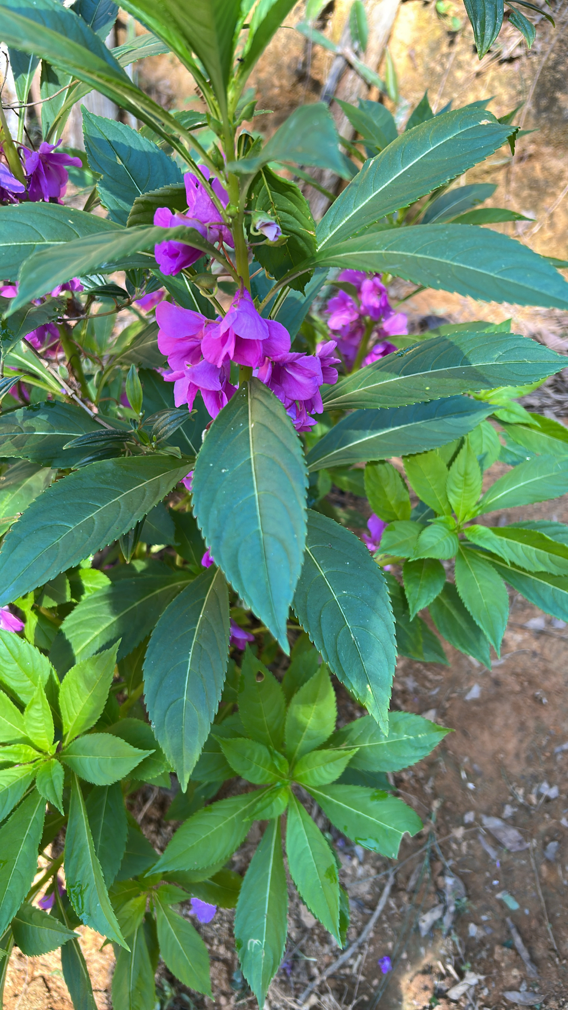 Impatiens balsamina