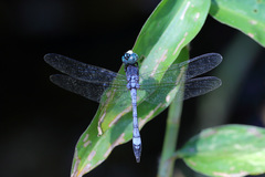 Dasythemis venosa