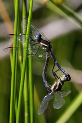 Dasythemis mincki