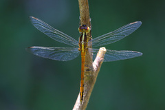 Dasythemis esmeralda
