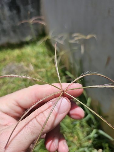 Chloris divaricata observed 2025-05-22