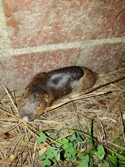 Geomys breviceps