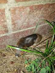 Geomys breviceps