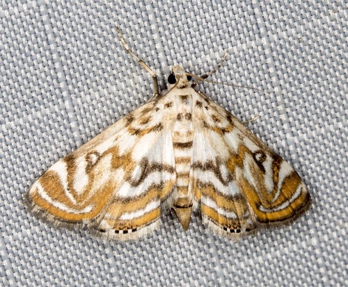 Parapoynx polydectalis (Walker, 1859)