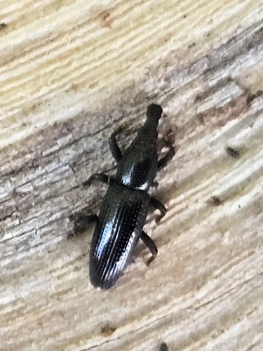 Oxydema longulum, 2025-05-22