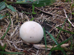 Lycoperdon pulcherrimum