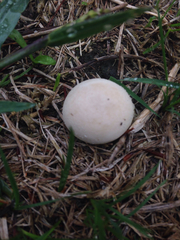 Lycoperdon pulcherrimum
