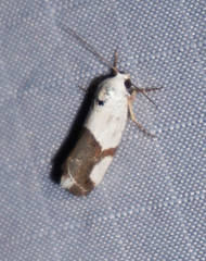 Ponometia cuta