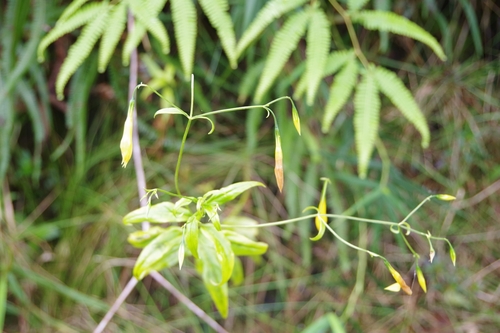 campanilla amarilla (Lisianthius laxiflorus)