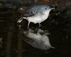 Hypocnemoides maculicauda