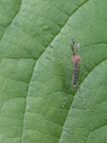 Woodland Pool Mosquito photo 6