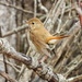 Northern Hermit Thrush - Photo (c) Ronda Groom, some rights reserved (CC BY-NC), uploaded by Ronda Groom