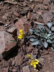 Physaria alpestris