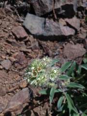 Phacelia leptosepala
