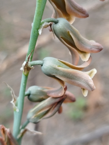 Dipcadi serotinum serotinum