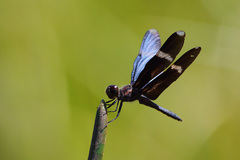 Zenithoptera lanei