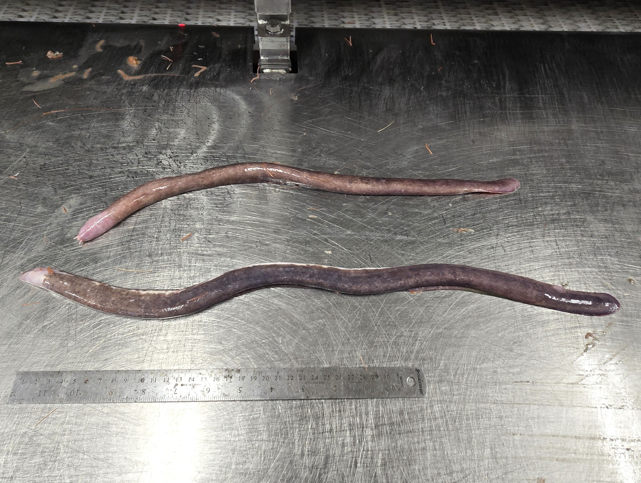 Girard's Hagfish photo 7