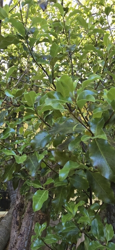 Pittosporum tenuifolium iNat (3)