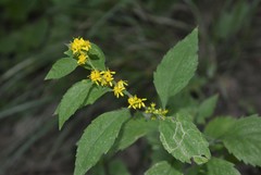 Solidago albopilosa