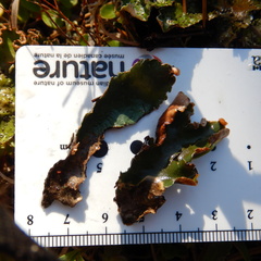 Peltigera hymenina