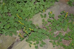 Solidago albopilosa
