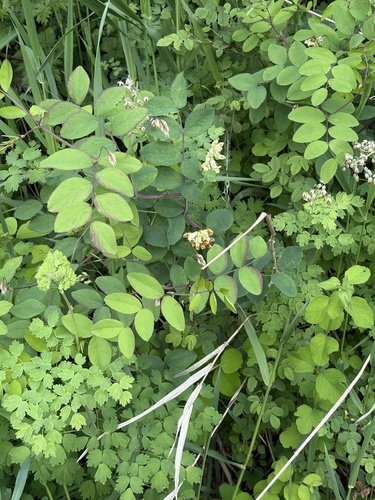 Lathyrus holochlorus, photograph 3