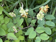 Lathyrus holochlorus, photograph (c) Ed Alverson, some rights reserved (CC BY)