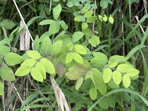 Thin-Leaved Peavine (Lathyrus holochlorus)