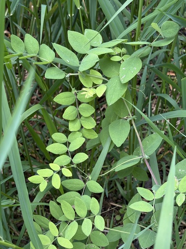 Lathyrus holochlorus, photograph 1