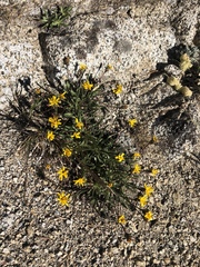 Pyrrocoma apargioides