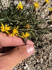 Pyrrocoma apargioides