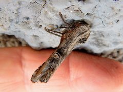 Lithomoia germana