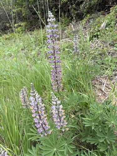 Kincaid's Lupine (Lupinus oreganus)